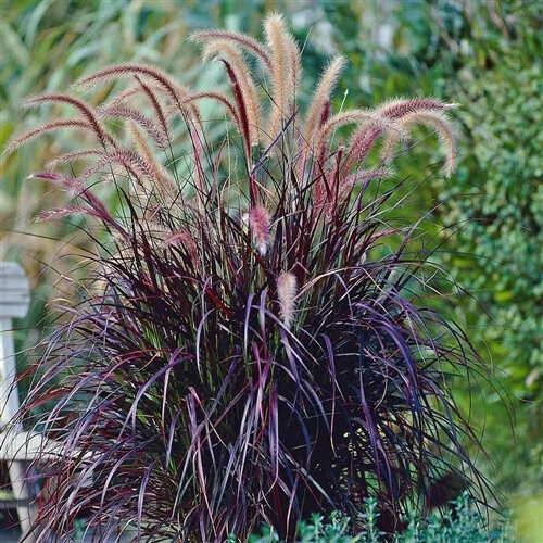 Sarzāle Pennisetum advena (x) 'Rubrum'